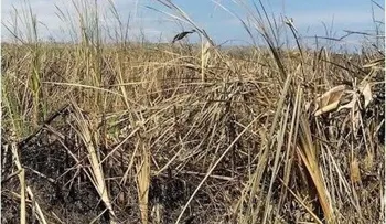 Extinguen fuego afectó zona boscosa de la Laguna Saladillo