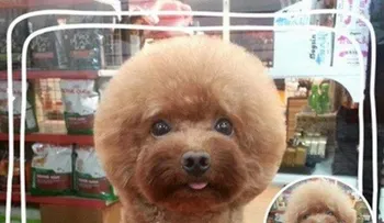 Perros con caras redondas o cuadradas