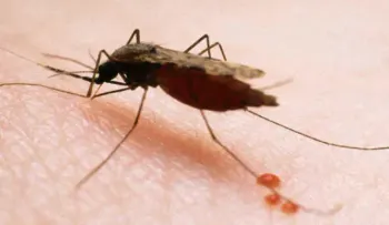 Descubren cómo el parásito de la malaria se defiende de la fiebre