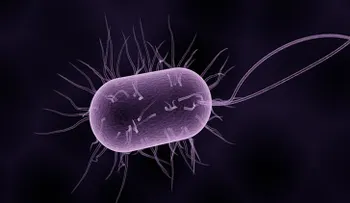 "Especialmente inteligente": advierten sobre la propagación inminente de la superbacteria gonorrea