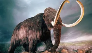 Nuevo paso en clonación mamut: insertan sus genes en ADN de un elefante vivo