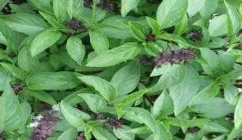 ¡El remedio enviado por DIOS! antibiótico, antioxidante, limpia la sangre y elimina el colesterol