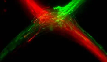 Hallan cómo se transmiten las imágenes de la retina al cerebro para ver en 3D