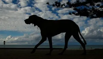 Muere hombre de 91 años, tras ser atacado por sus perros