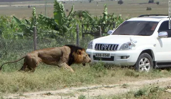 Matan a tiros al león Mohawk en Kenya tras atacar a un hombre