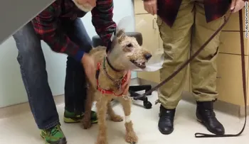 Emocionante video del momento en que un perro que era ciego ve a su familia tras cirugía