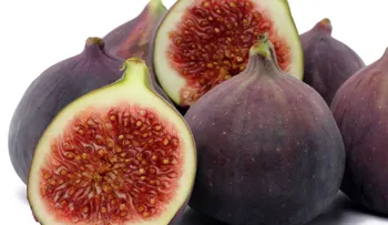 Higos con leche para aliviar el estreñimiento