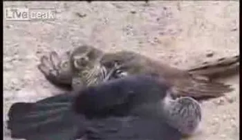 Una feroz batalla entre halcón y un cuervo
