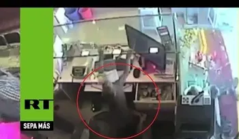 Un mono roba una joyería armado con una guayaba