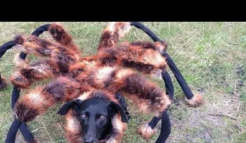2014: El perro araña mutante asesino (Video)