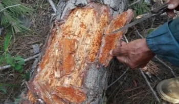 Cámara Forestal Dominicana reclama al Estado combatir plaga en bosques de pino