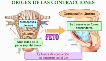 Cómo se producen las contracciones uterinas