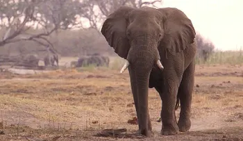¿Sexta extinción? En 2020, dos tercios de los animales se habrán extinguido, según WWF