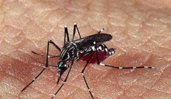 El Cardenal dice que el problema del dengue hay que darle una respuesta rápida y responsable