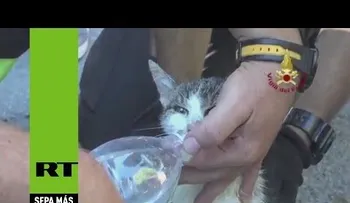 Terremoto en Italia: Hallan con vida a un gatito atrapado entre los escombros