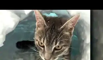 Un gato se hace un iglú tras una tormenta de nieve (VIDEO)