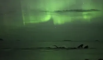 La majestuosidad de la naturaleza: ballenas nadan bajo la aurora boreal