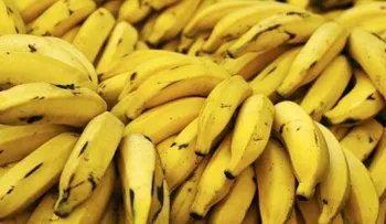 3 deliciosas recetas para esos plátanos maduros 