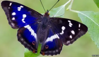 La sorprendente y efímera mariposa que come carne