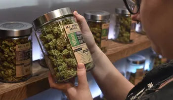 Hay poca evidencia de que la marihuana ayude a controlar el dolor crónico, según estudio