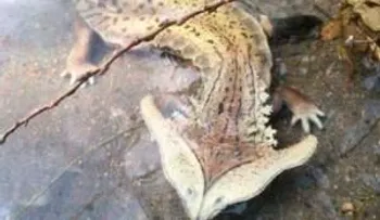 Encuentran animal extraño en la presa de Monción