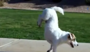 Perro acrobata (Video) 