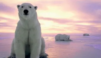 4 animales mueren por comer chocolate en Nueva Hampshire 