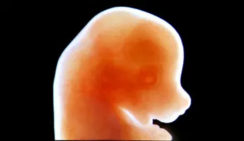 Japón aprueba crecimiento de embriones híbridos entre roedores y humanos