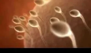 Espermatozoide fecunda ovulo