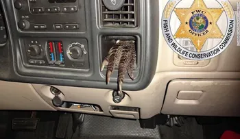 Hallan partes de caimán esparcidas dentro de un camión
