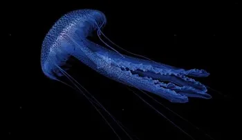 ¿Tienen las medusas el secreto de la vida eterna?