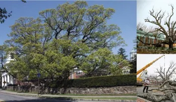 Muere icónico roble de 600 años donde se sombreó George Washington en Nueva Jersey 