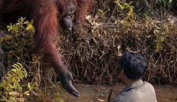 Foto viral de arangután dándole la mano a un hombre, ¿Puedo ayudarte? 