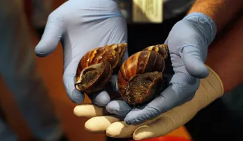 Expertos mexicanos estudian veneno de caracol para combatir dolor crónico