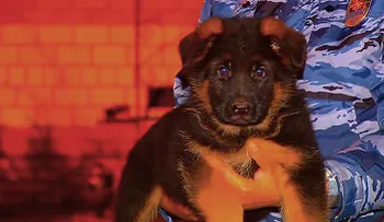 Rusia regala un cachorro de pastor a la Policía que emociona a la Red (VIDEO)