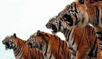 Sacrifican tigres para entretener a chinos ricos