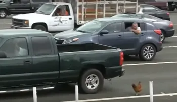 Una gallina causa demoras en el tráfico en un puente de San Francisco