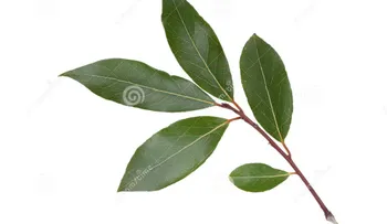Prende una hoja de laurel, si quieres quitar el estrés de tu hogar 