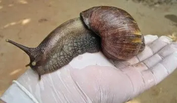  Ministerio de Salud toma medidas contra presencia dañino caracol gigante africano 