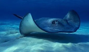 Mueren 54 mantarrayas en zoológico de suburbio de Chicago 