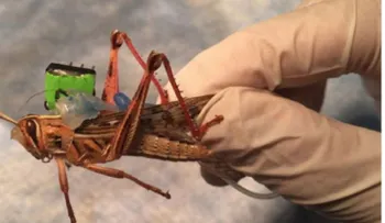 Langostas cyborg: El proyecto de los insectos capaces de detectar bombas