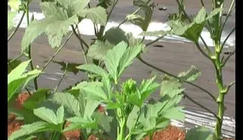 No sabías que el molondrón tuviera tantos beneficios para la salud. Increíble (VIDEO)
