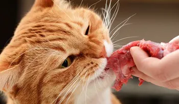 14 Alimentos que no debes dar a tus mascotas