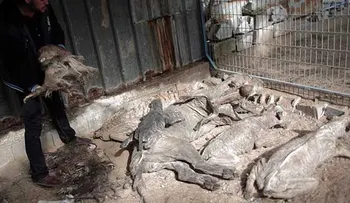 Animales en zoológico de Gaza mueren de hambre y enfermedades
