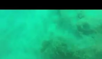 Un grupo de buzos fue sorprendido por un terremoto en el fondo del mar