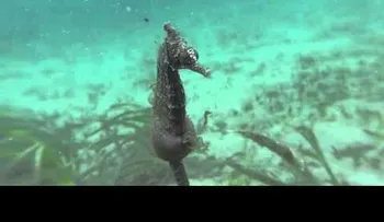 Caballito de mar en vía de extinción es captado dando a luz (VIDEO)