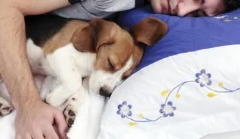 Dormir con perros mejora la calidad del sueño