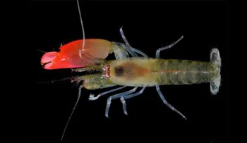 Descubren nueva especie de camarón que produce un sonido asesino y lo bautizan Pink Floyd