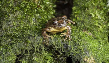 Encuentran especie de rana de árbol que se creía que había desaparecido