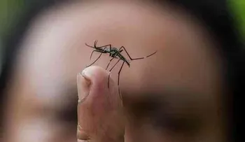 Venezuela anuncia cinco nuevos casos de fiebre de chikungunya